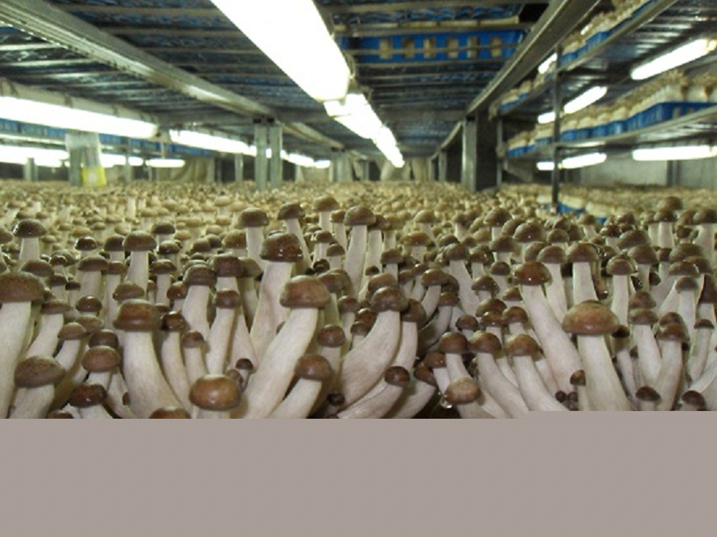 保定米孚大棚種植噴霧加濕設(shè)備廠家直銷