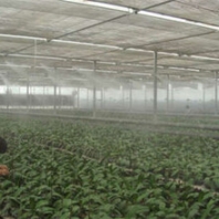 shenzhe供應農(nóng)業(yè)節(jié)水設備大棚菜苗噴淋灌溉