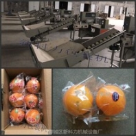 冰糖橙套袋機(jī)自動冰糖橙打包機(jī)冰糖橙套袋包裝機(jī)