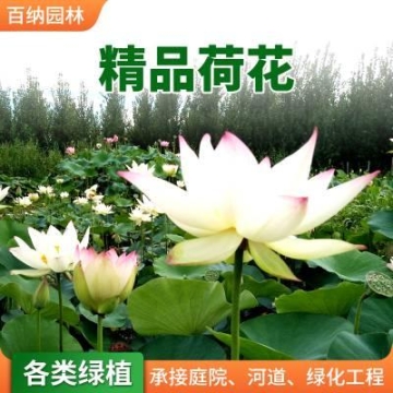 東莞新能源4米2東風(fēng)新能源貨車以租代購廂式貨車