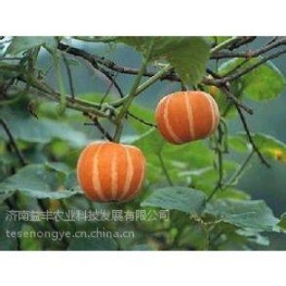 東莞定制WAFER-端子報(bào)價(jià)