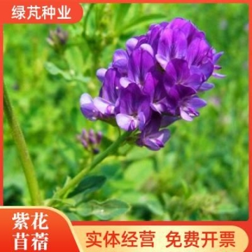 九江修剪邊坡用園林綠化修剪機高速養(yǎng)護設(shè)備,高速修剪綠籬機