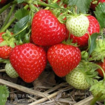 國標(biāo)三插電源線電飯鍋電源線中規(guī)三插頭品字尾電源線認(rèn)證環(huán)保安全