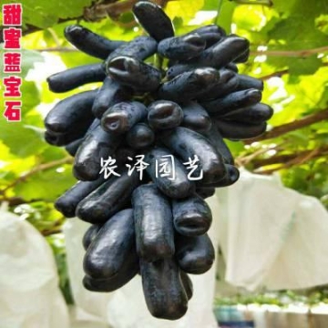 制作運(yùn)豬車地址在哪里