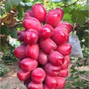 汕頭排針排母多少錢一個(gè)