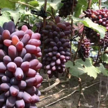 金華排針排母供應商