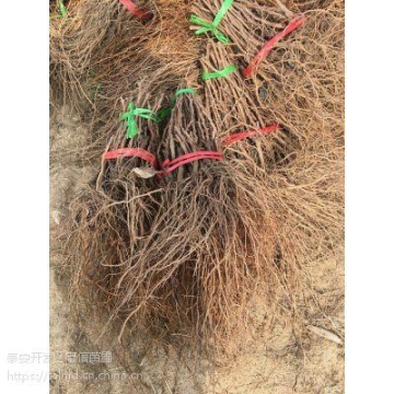 東風(fēng)雛禽運(yùn)輸車銷售廠家