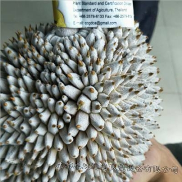 榴蓮肉液氮冷凍加工/低溫鎖鮮技術(shù)液氮速凍設(shè)備廠家定制