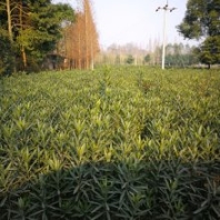 夾竹桃,紅花夾竹桃,夾竹桃基地,夾竹桃批發(fā),灌木批發(fā)