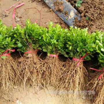 花灌木移植1年生小葉黃楊小苗價(jià)格高度10至20公分多少錢一棵盆栽基地