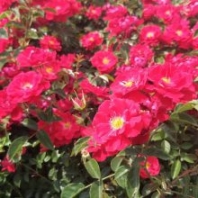 坤盛花苗種植基地常年供應(yīng)灌木月季營養(yǎng)袋苗100萬株