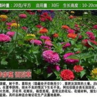 灌木種子分銷商***質(zhì)量四川德陽經(jīng)銷