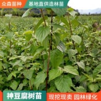 神豆腐樹草科腐婢屬灌木 單葉對生 橢圓形倒卵形葉片