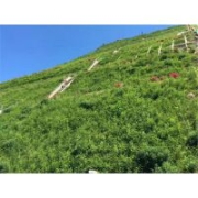 高速公路邊坡綠化專用草昭通公司批發(fā)