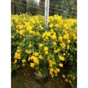 主營黃花雙莢槐，開金黃色花的球型灌木，行道庭院廣場公園綠植