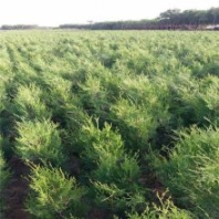 山體綠化植物 灌木綠籬側柏 四季常綠 興東花卉