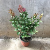 百麗紫薇杯苗批發(fā)花灌木花海景觀造景矮紫薇