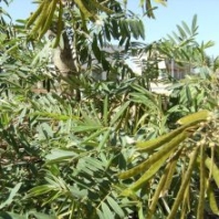 廣西山毛豆種子護(hù)坡固土綠化專用灌木種子