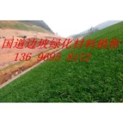 供應(yīng)福州木豆漳州灌木種子木豆廈門木豆價格廠家圖片