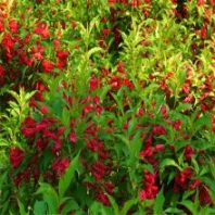 紅王子錦帶 落葉灌木 批發(fā)紅王子錦帶苗 錦帶花 綠化工程苗
