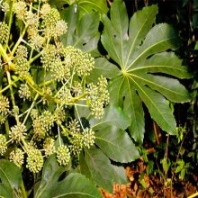 苗圃大量批發(fā)八角金盤小苗袋苗 園林綠化常綠灌木