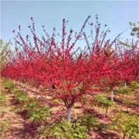 綠化樹 花灌木 紫葉桃|紅葉碧桃，紫葉碧桃樹 庭院植物