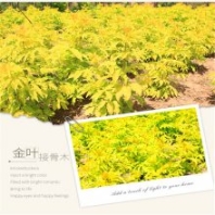 苗木基地供應(yīng)金葉接骨木 黃色系耐寒花灌木 園林景觀綠化苗