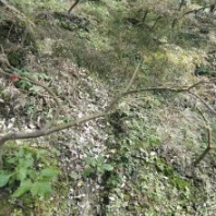 陜西羽毛楓直發(fā)，1-3米高羽毛楓產(chǎn)地 基地樹苗灌木