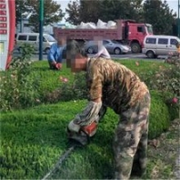 單刃雙刃綠籬機(jī) 修剪冬青灌木剪枝機(jī) 工作視頻