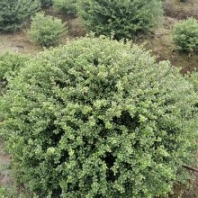 灌木球基地，出售龜甲冬青球以及龜甲冬青苗子