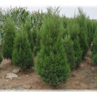 濰坊塔柏工程苗,工程用蜀檜,2米蜀檜報(bào)價(jià)
