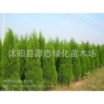 批發(fā)檜柏樹苗 蜀檜 松柏樹基地直供大量現(xiàn)貨工程綠化側(cè)柏塔柏樹苗