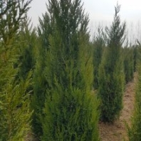 塔柏價(jià)格-塔柏苗-綠化塔柏苗種植技術(shù)