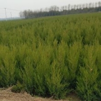 近期80至1米高塔柏樹(shù)苗價(jià)格信息