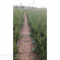 塔柏 塔柏盆栽 塔柏樹(shù)苗綠化苗木