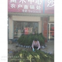 塔柏苗 塔柏園林造景綠化樹(shù) 塔柏樹(shù)苗