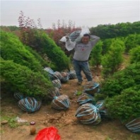 周至苗木供應-塔柏一米左右-綠化苗木批發(fā)