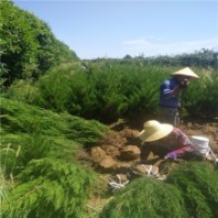 出售塔柏 周至1-4米塔柏樹批發(fā) 墳園 墓地 護坡綠化樹塔柏每棵多少錢