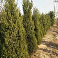 塔柏樹苗2米價格2米5至3米高度塔柏價格