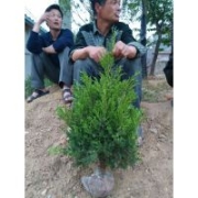 苗圃批發(fā)80公分塔柏3元一棵 規(guī)格全 數(shù)量大