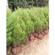 苗圃熱銷2米塔柏價格22元一棵上車 數(shù)量大 規(guī)格全