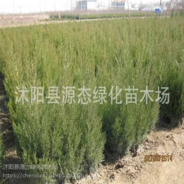 批發(fā) 蜀檜 塔柏苗 檜柏 塔柏 蜀檜小苗 北京檜 等各種規(guī)格苗木