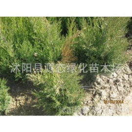 供應(yīng)批發(fā) 蜀儈 塔柏苗 檜柏 塔柏 蜀檜小苗 北京檜 等各種規(guī)格苗木