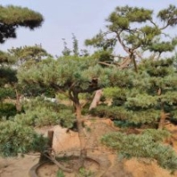 山東泰安五針?biāo)膳杈皹湫蚊烙^暢購(gòu)無(wú)憂好貨價(jià)低