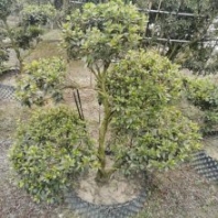 別致的杜鵑造型批發(fā)產(chǎn)地 高1.2米杜鵑盆景價格 杜鵑云朵