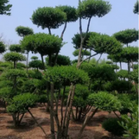 苗圃基地供應(yīng)造型小葉女貞 盆景式造型女貞 造型樁景觀樹