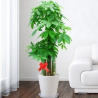 福田上步辦公室綠植租擺 寫字樓綠化養(yǎng)護 綠植盆景出租