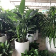 東莞市橫瀝鎮(zhèn)辦公室綠植花卉出租養(yǎng)護-發(fā)財樹散尾葵金錢樹綠蘿