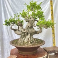 造型小葉榕樁頭百年盆景基地榕樹盆景規(guī)格齊全