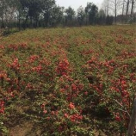 叢生貼梗海棠盆栽樹苗盆景花卉 庭院植物四季開花重瓣